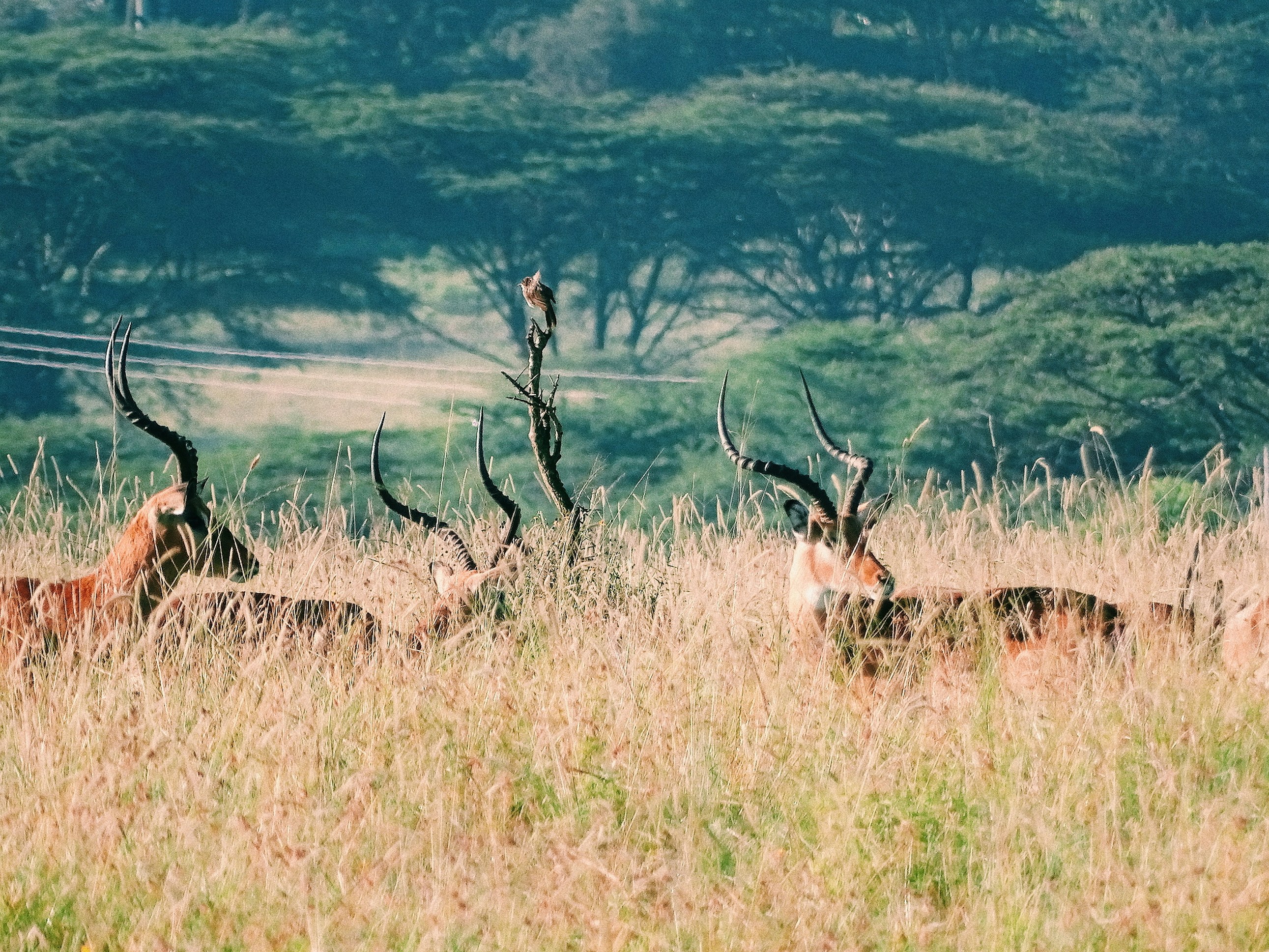Safari