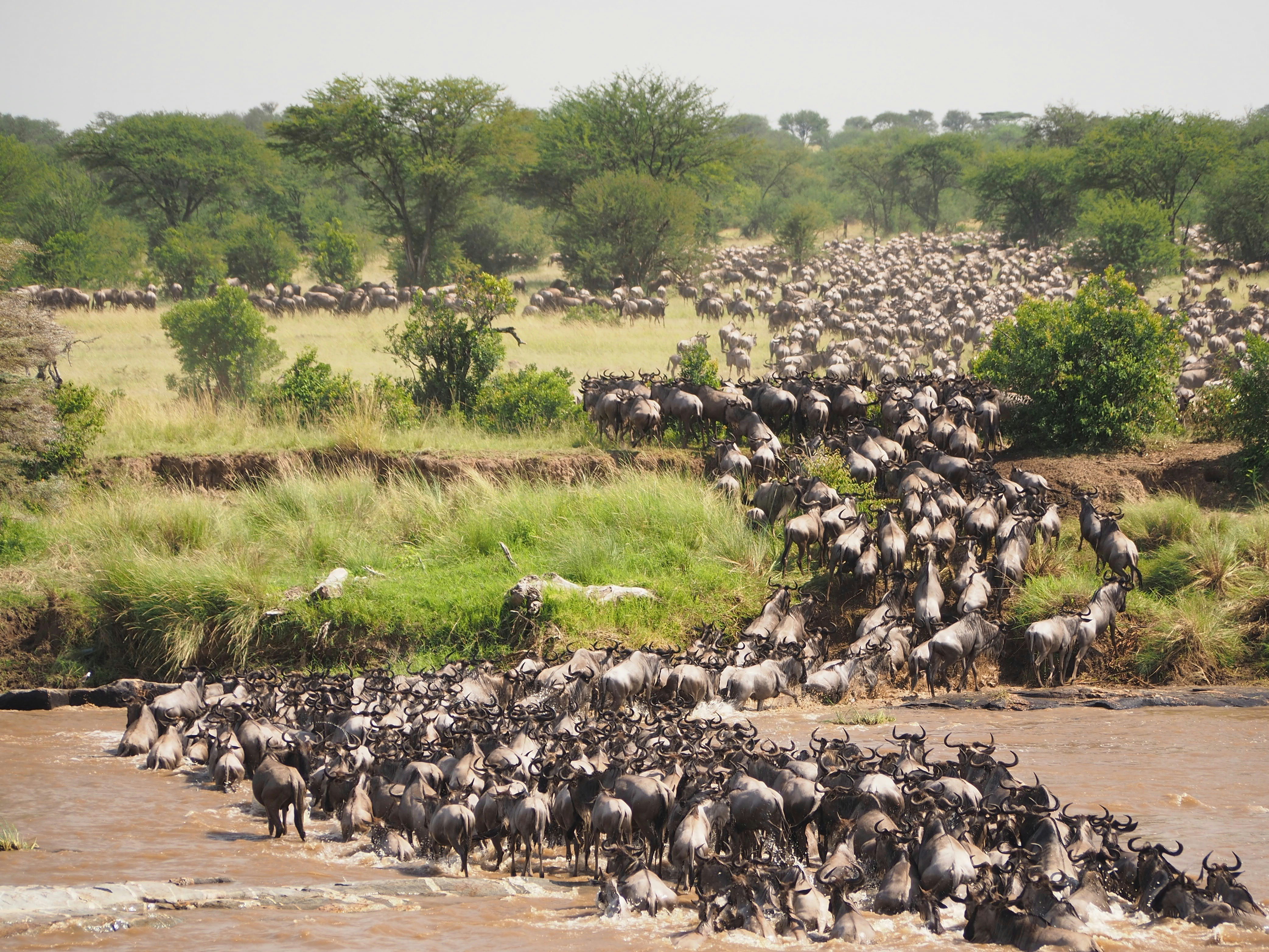 Maasai Mara Safari