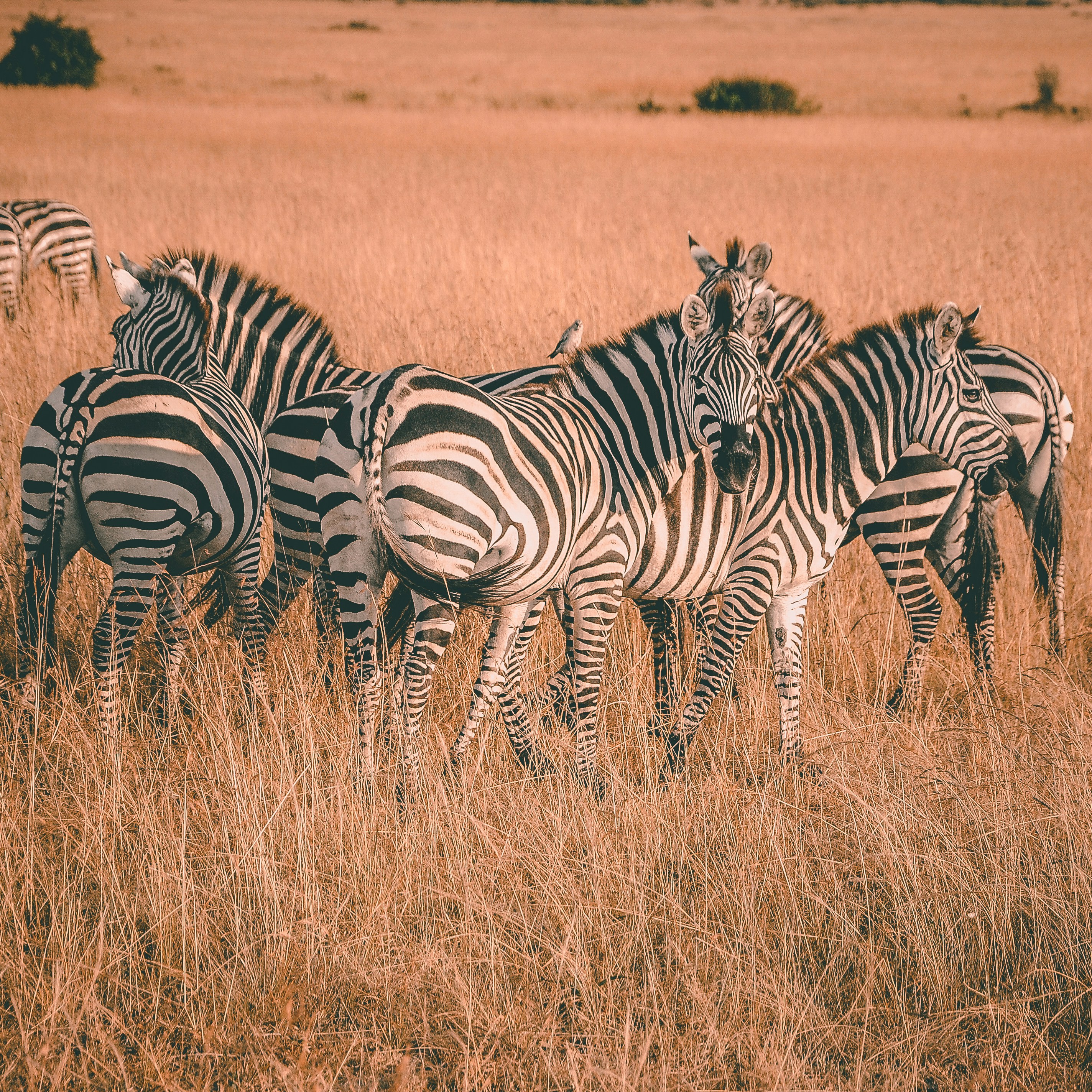 Mara Nakuru Combo
